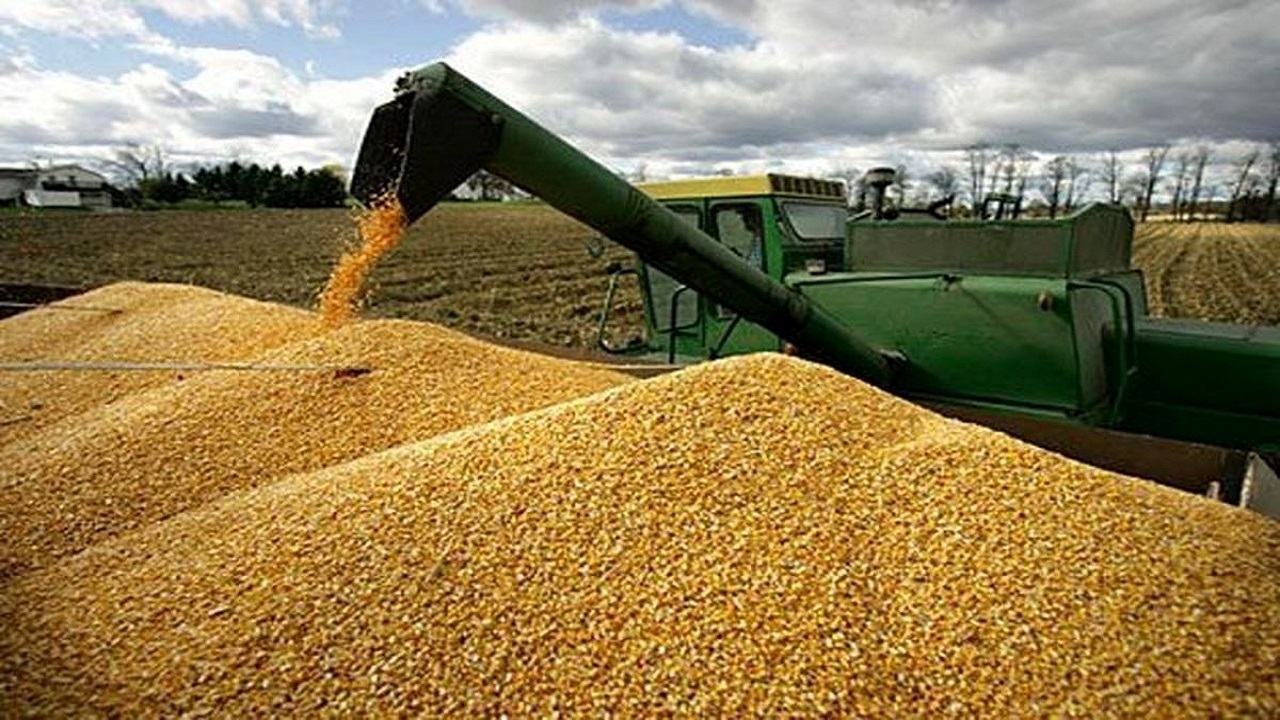 خرید 346 هزار تن گندم از کشاورزان آذربایجان غربی