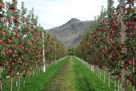 حرکت آذربایجان غربی به‌سوی توسعه عمودی باغات؛ راهکاری برای مقابله با چالش‌های کشاورزی