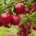 تولید سالانه یک میلیون تن سیب در آذربایجان غربی