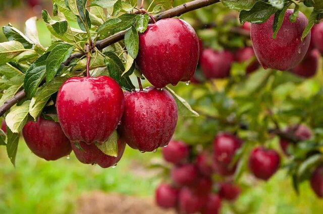 آذربایجان غربی؛ سیبِ یک میلیون تنی و چالش تبدیل محصول به ثروت پایدار