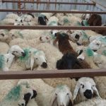 ۳۲۱ راس دام قاچاق در پیرانشهر کشف شد