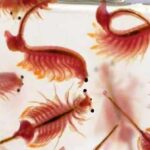 تولید آرتمیا در آذربایجان غربی تا ۱۰ برابر افزایش می یابد