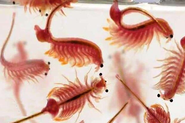 تولید آرتمیا در آذربایجان غربی تا ۱۰ برابر افزایش می یابد