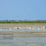 حجم آب تالاب‌های چالدران ۶۰ درصد افزایش یافت