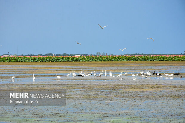 حجم آب تالاب‌های چالدران ۶۰ درصد افزایش یافت