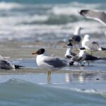 پرنده کاکایی سرسیاه بزرگ در دریاچه سد مهاباد مشاهده شد