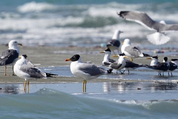 پرنده کاکایی سرسیاه بزرگ در دریاچه سد مهاباد مشاهده شد